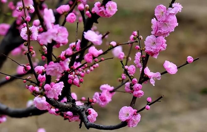 梅花生物最新评价（梅花生物最新点评）