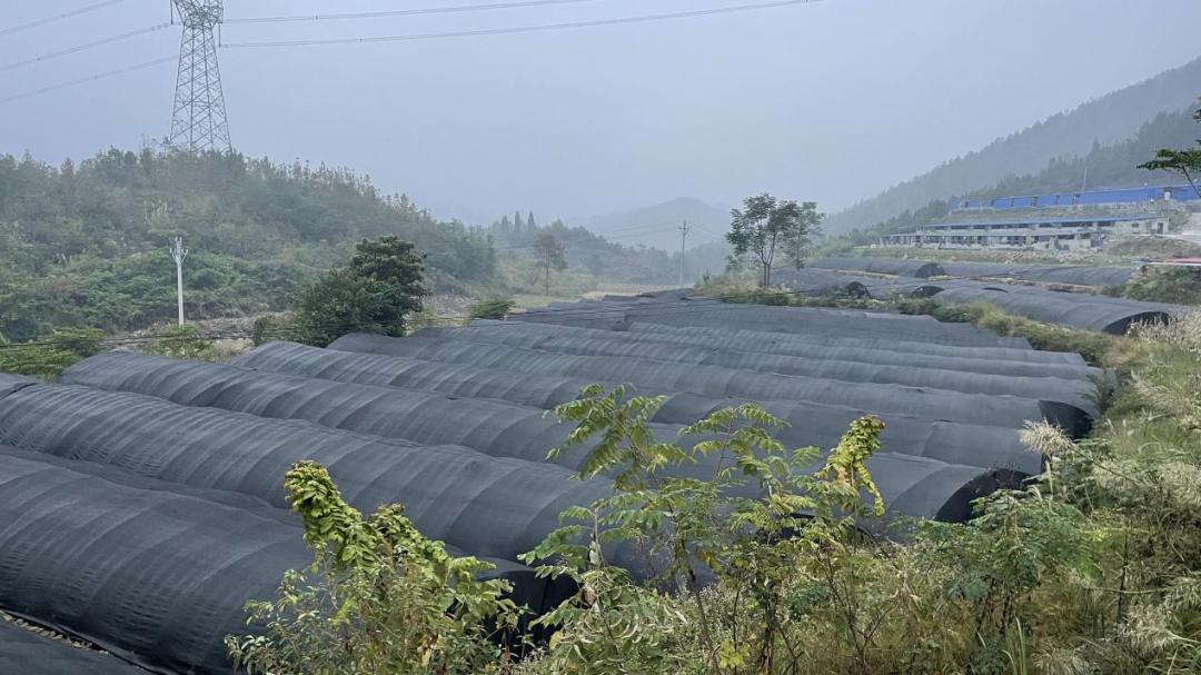 珍稀生命迎来新希望：最新喜讯报道