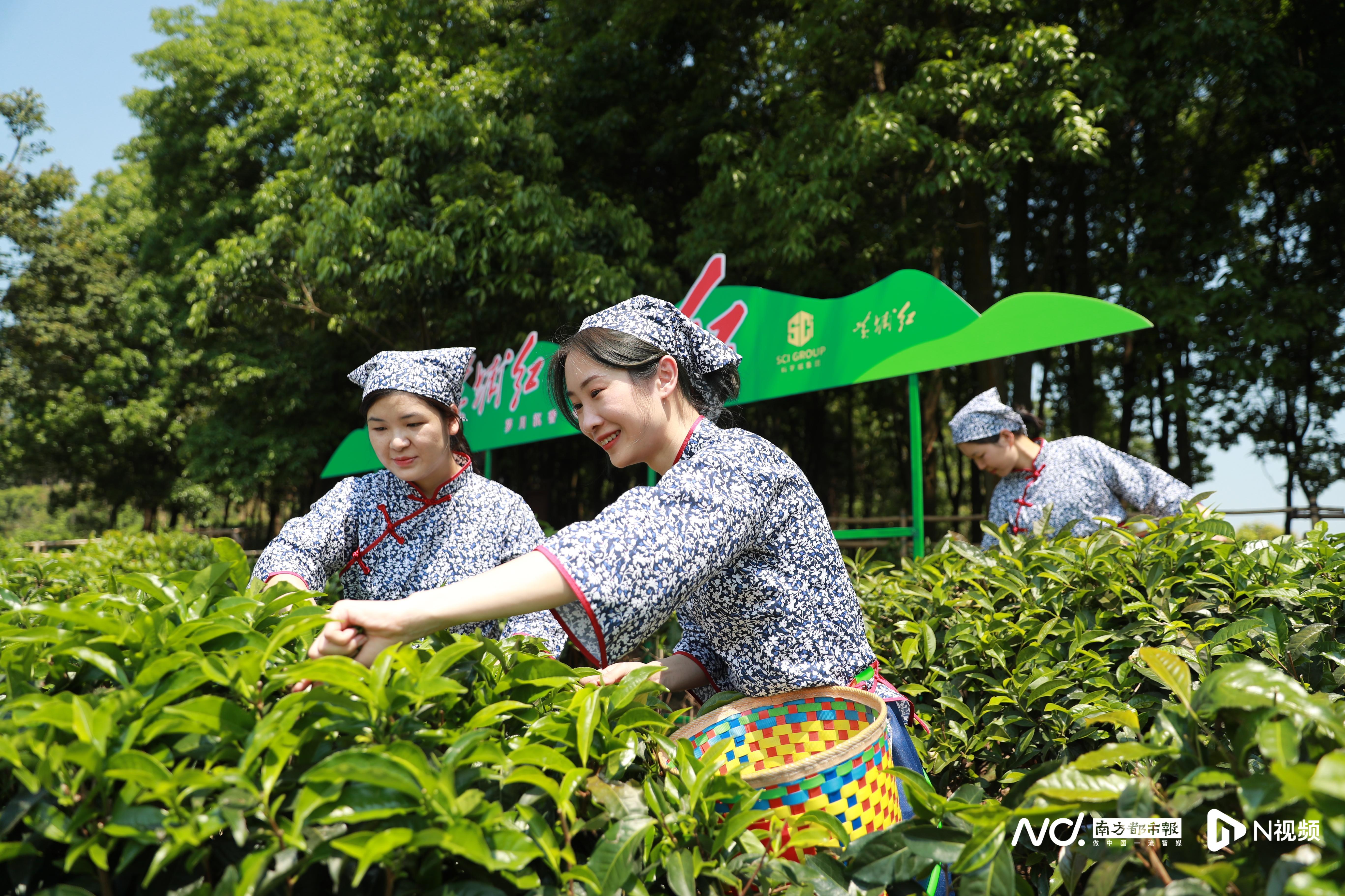 茶园新区焕新篇章，发展喜讯频传