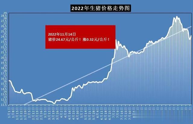 今日猪价涨势喜人，新鲜资讯尽在掌握！