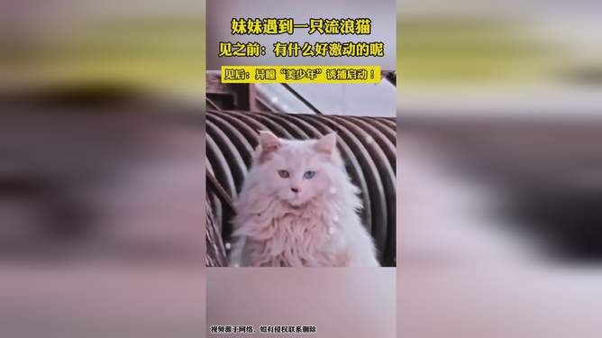 猫妹妹新篇章，美好故事续写中