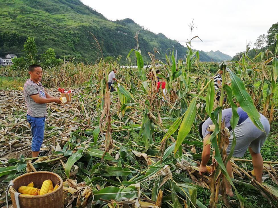 丰收喜悦：最新包谷价格走势喜人